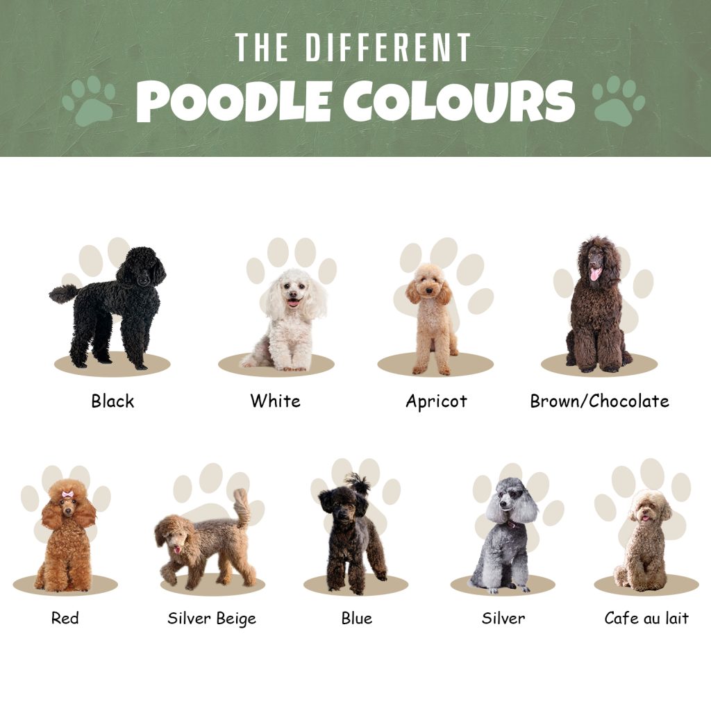 Standard Poodle Coat Colors At Angel Santucci Blog Standard Poodle Coat Colors At Angel Santucci Blog