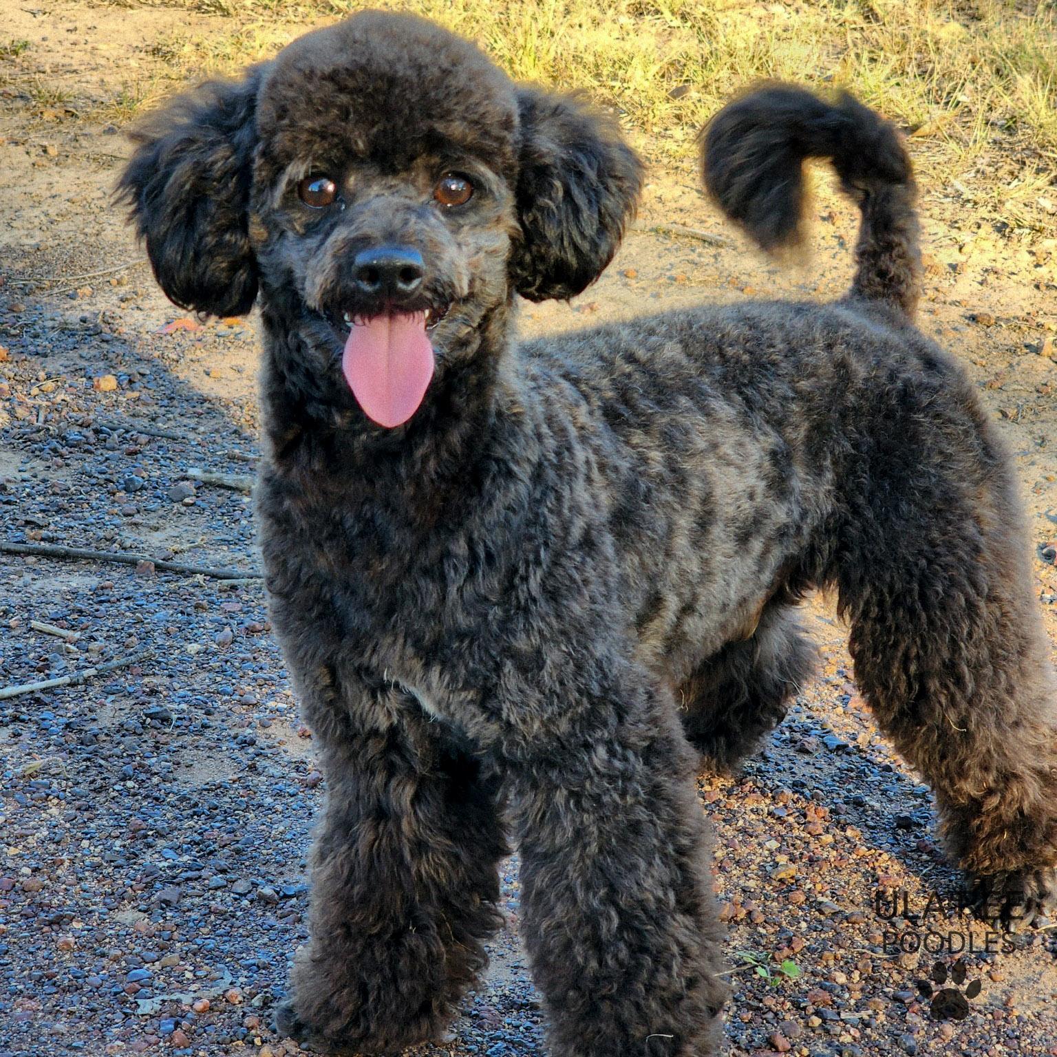 Home - Ula'ree Poodles