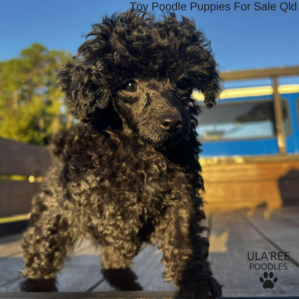 Toy Poodle Puppies for Sale Ula'ree Poodles