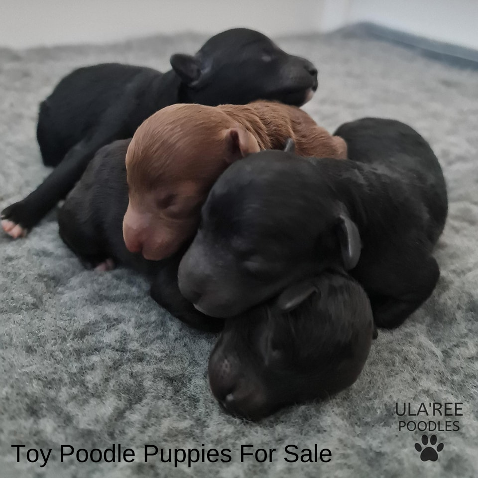 Toy Poodle Puppies for Sale Ula'ree Poodles