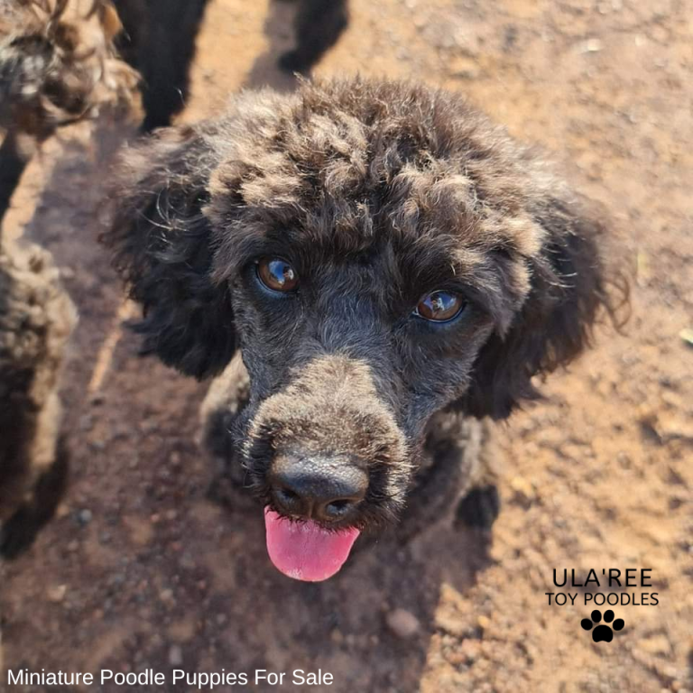 Miniature Poodle Puppies for Sale Ula'ree Poodles