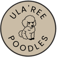 Ula'ree Poodles